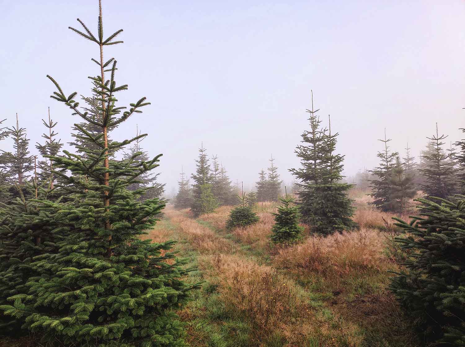 Weihnachtsbaumplantage